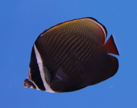  Chaetodon collare (Collare Butterflyfish, Pakistan Butterflyfish, Redtail Butterflyfish )